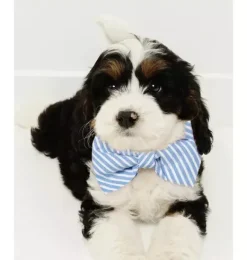 Janie and Jack Pet Apparel|Petite Plume-Dog Bow Tie in portsmouth anchors