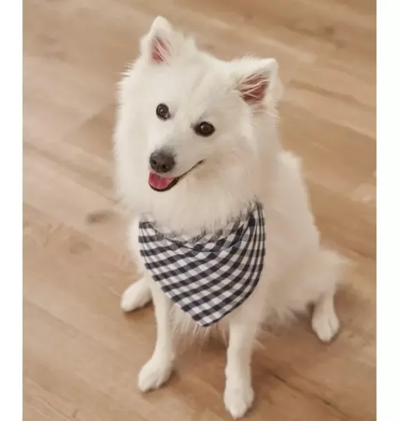 Janie and Jack Pet Apparel|Dog Accessories-Dog Bandana light blue gingham