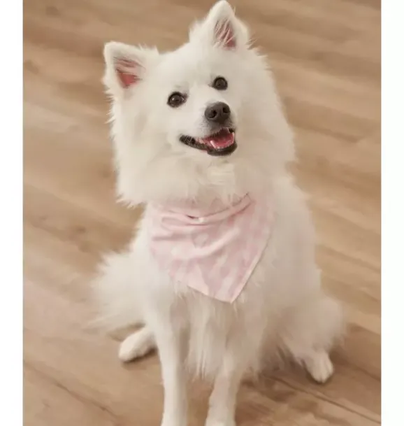 Janie and Jack Pet Apparel|Dog Accessories-Dog Bandana pink gingham