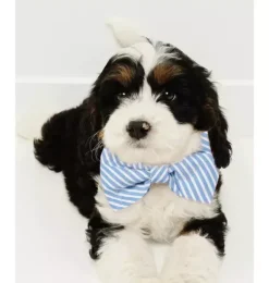 Janie and Jack Pet Apparel|Dog Accessories-Dog Bow Tie pink gingham